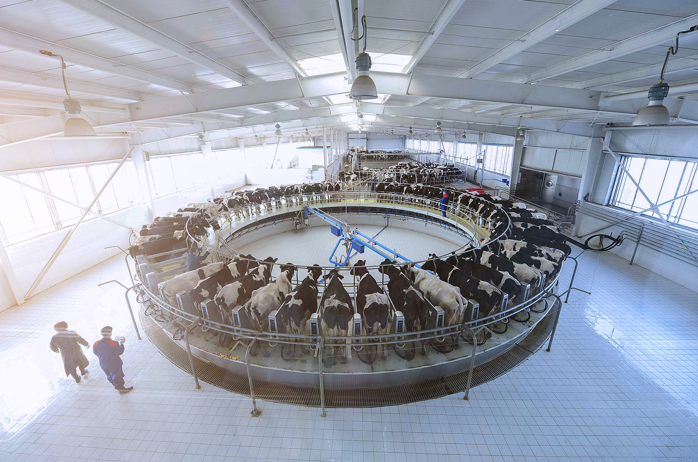 Forklift Safety Dairy Industry